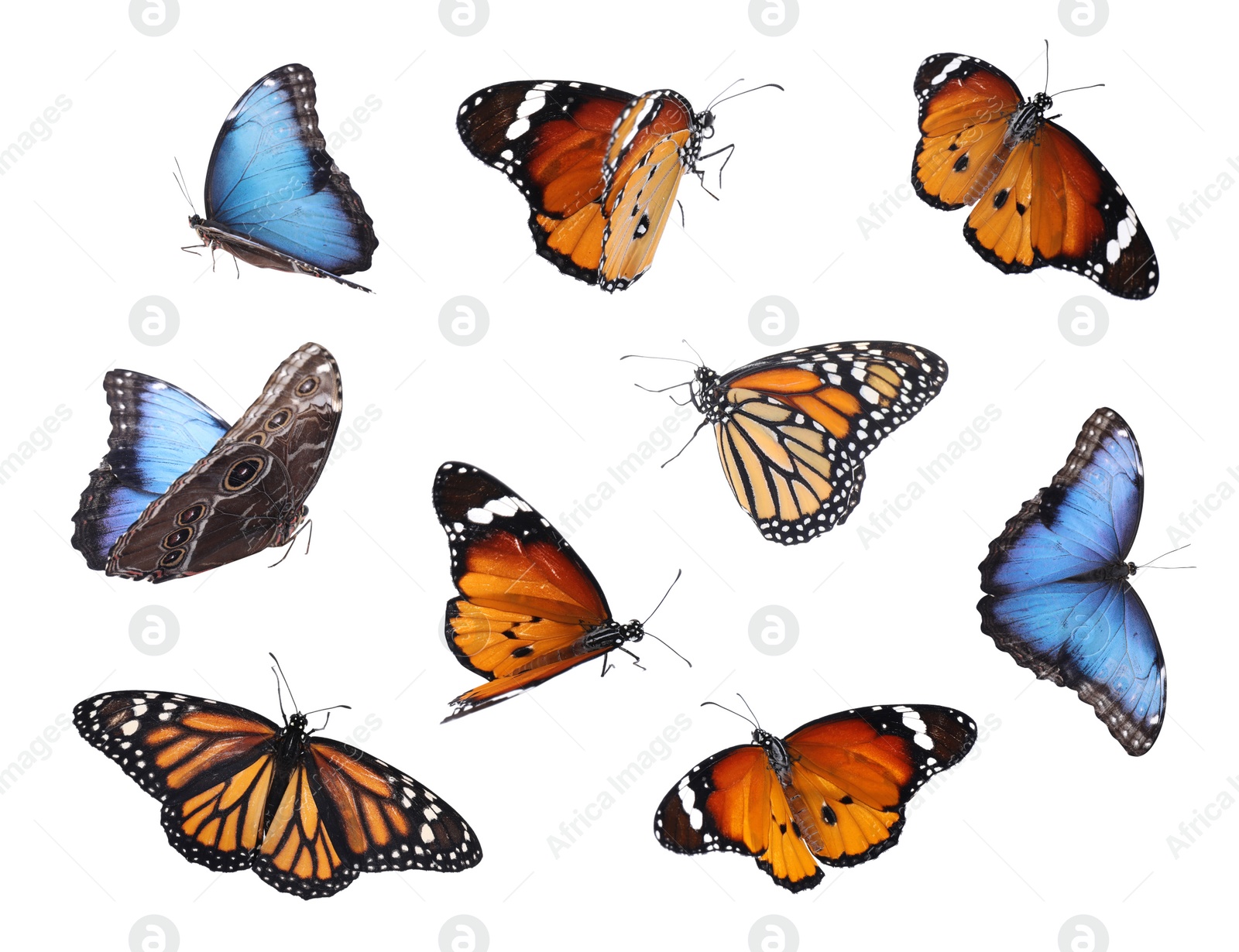 Image of Amazing plain tiger, common morpho and monarch butterflies flying on white background