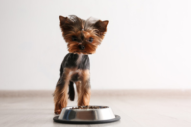 Cute Yorkshire terrier dog near feeding bowl indoors