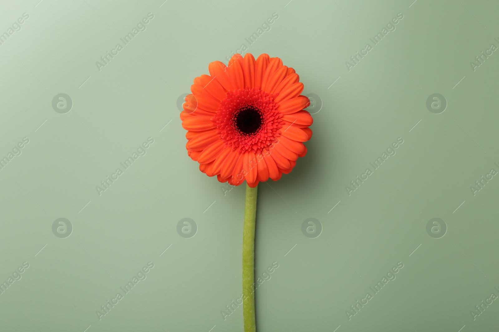 Photo of Beautiful red gerbera flower on pale green background, top view