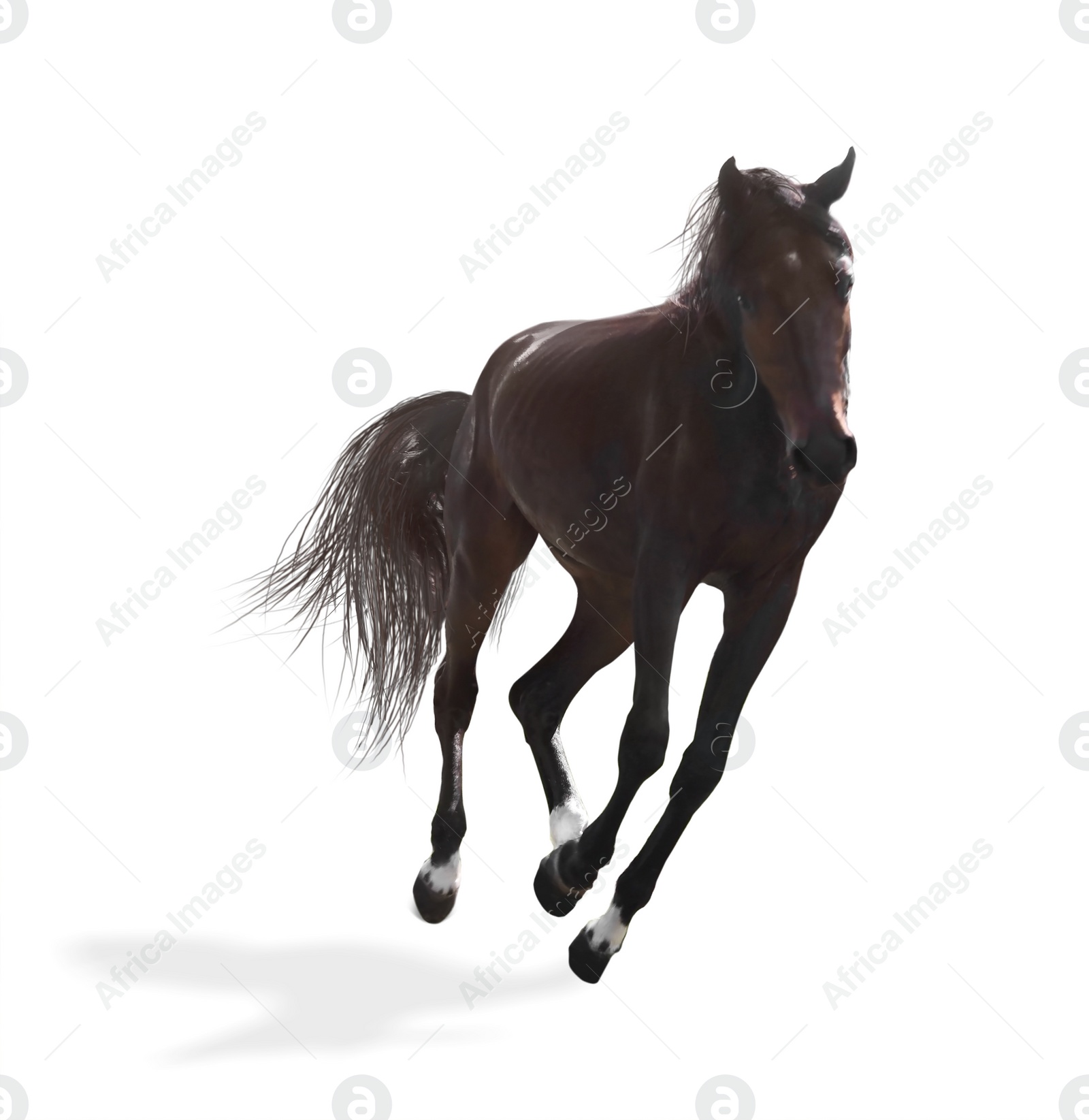 Image of Dark bay horse running on white background. Beautiful pet