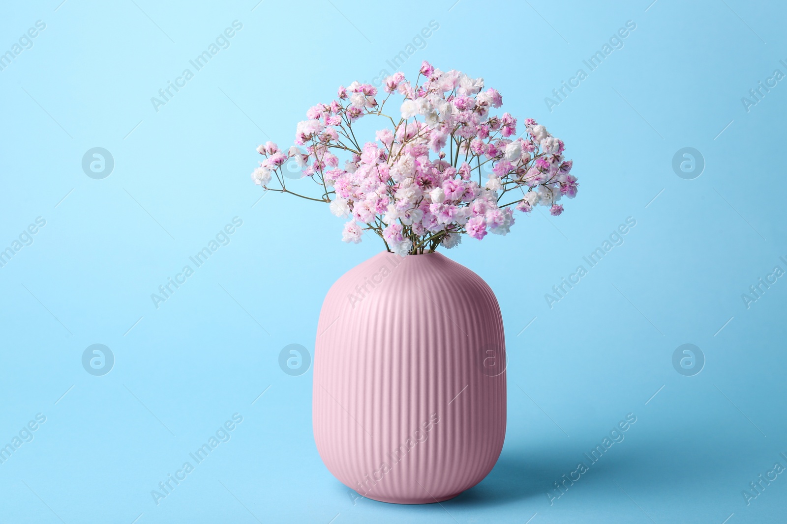 Photo of Beautiful dyed gypsophila flowers in pink vase on light blue background