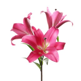 Beautiful pink lily flowers isolated on white