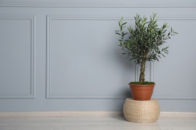 Photo of Beautiful young potted olive tree on wicker pouf near light wall indoors, space for text. Interior element