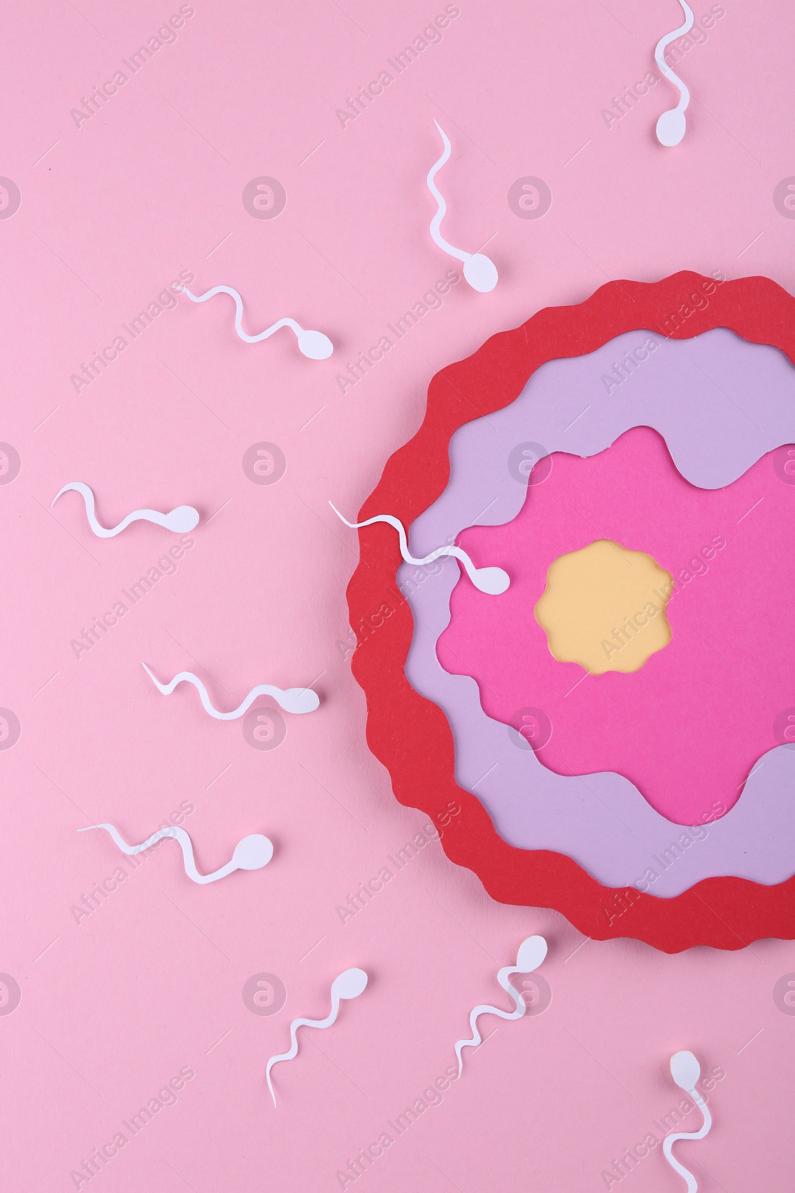 Photo of Fertilization concept. Sperm cells swimming towards egg cell on pink background, top view