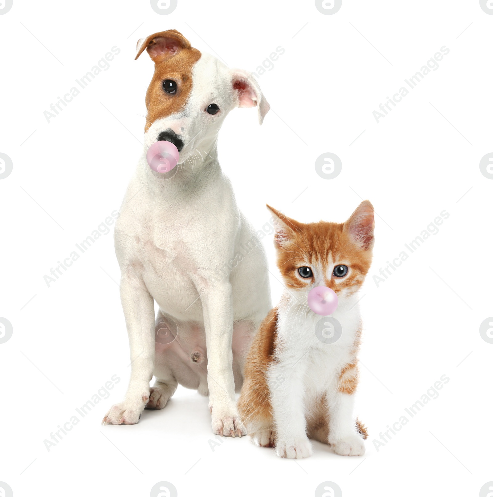 Image of Cute cat and dog blowing bubble gums on white background