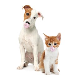 Image of Cute cat and dog blowing bubble gums on white background