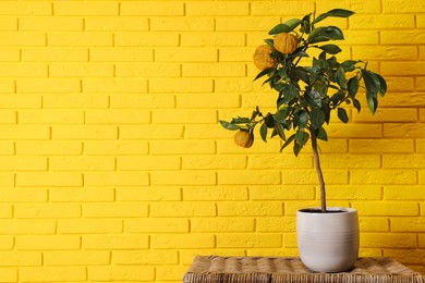 Photo of Idea for minimalist interior design. Small potted bergamot tree with fruits on wicker table near bright yellow brick wall, space for text