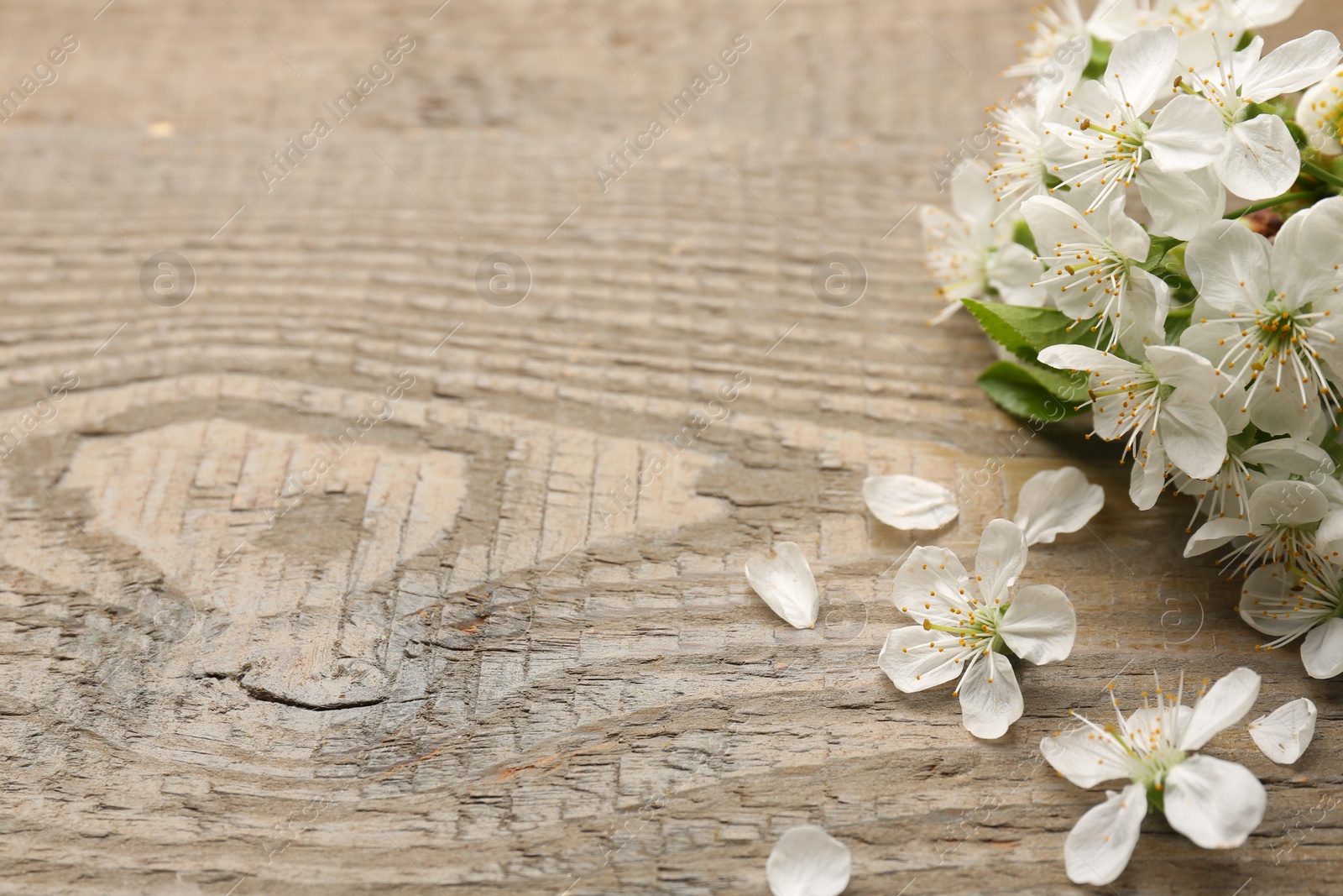 Photo of Spring blossoms and petals on wooden table, closeup. Space for text