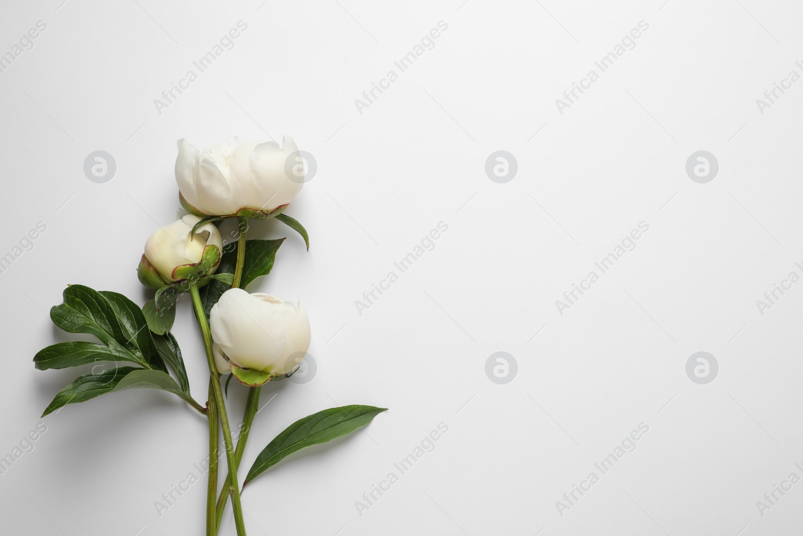 Photo of Fragrant peonies on white background, top view. Beautiful spring flowers