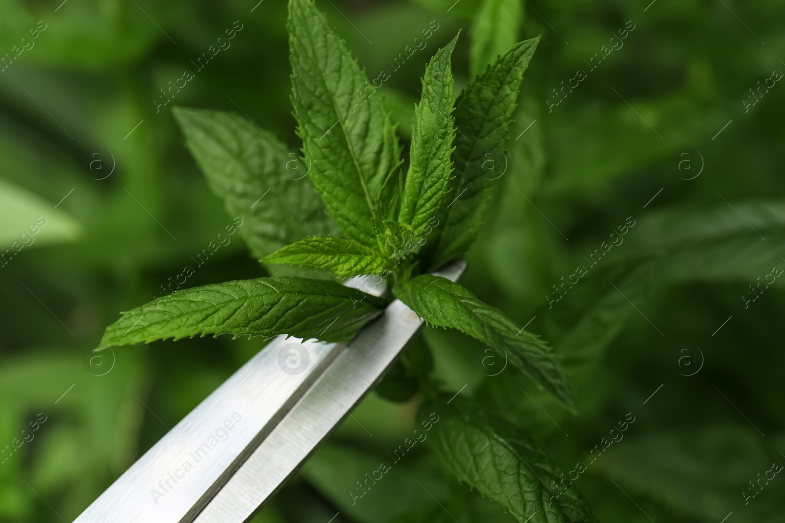 Photo of Cutting fresh green mint with scissors outdoors, closeup