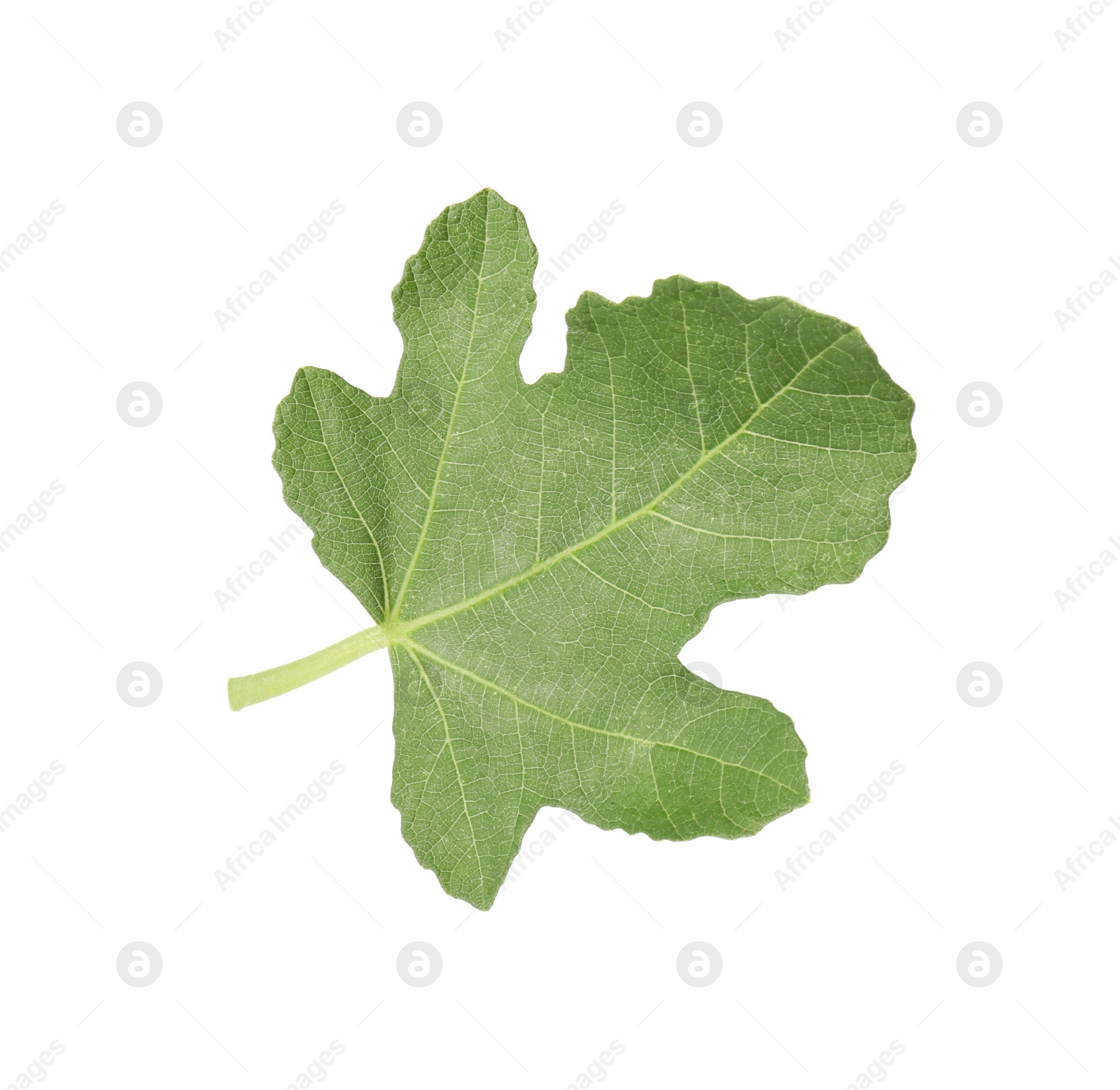 Photo of One green leaf of fig tree isolated on white