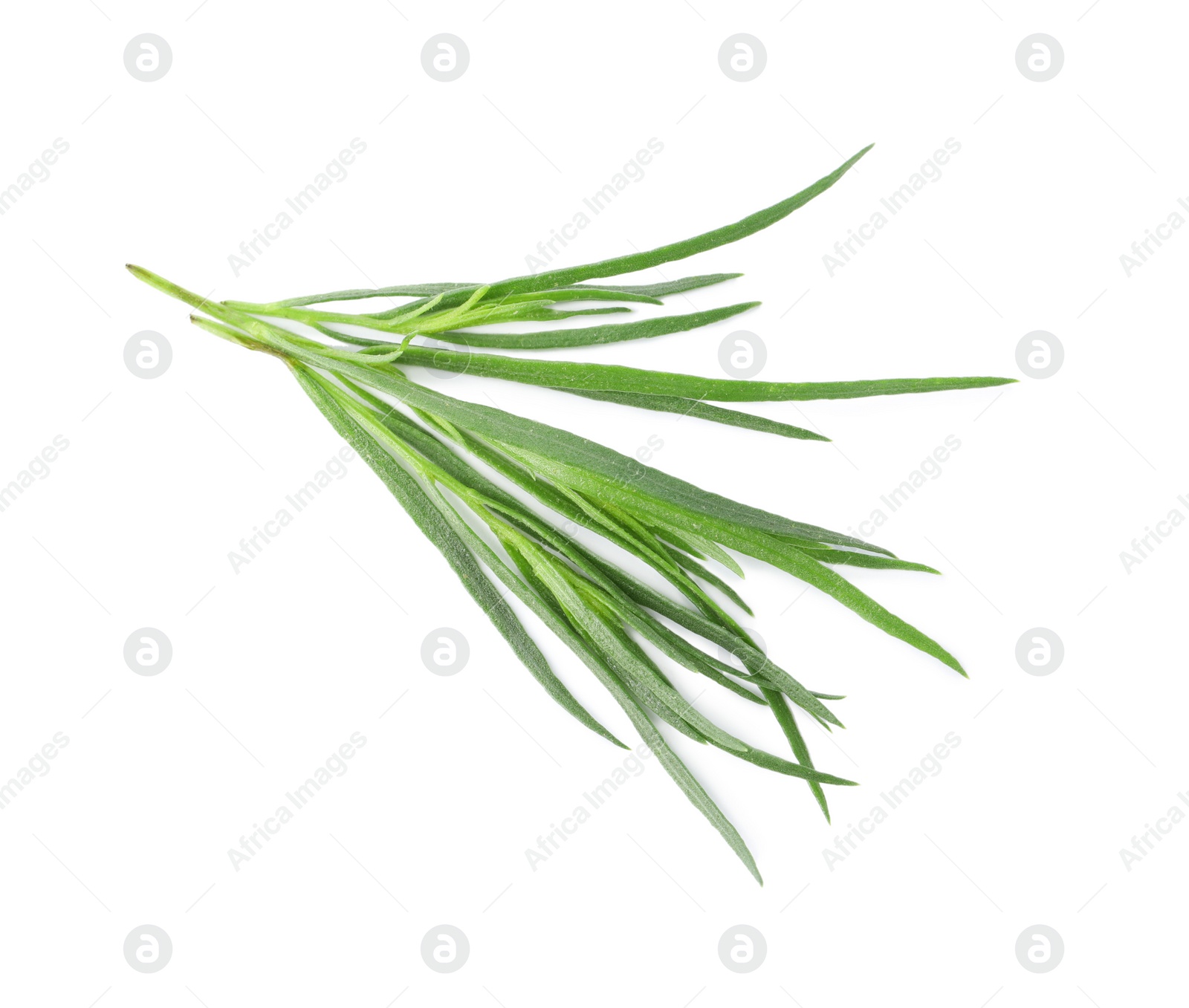 Photo of Sprigs of fresh tarragon on white background