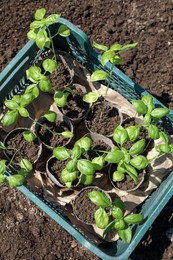 Photo of Beautiful seedlings in crate on ground outdoors, top view