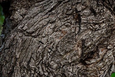 Photo of Texture of tree trunk as background, closeup view