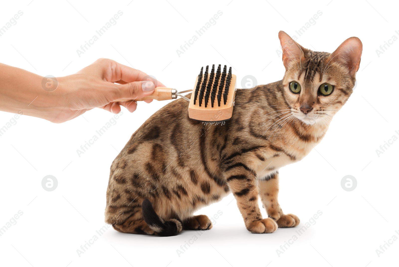 Photo of Woman brushing cute Bengal cat white background, closeup