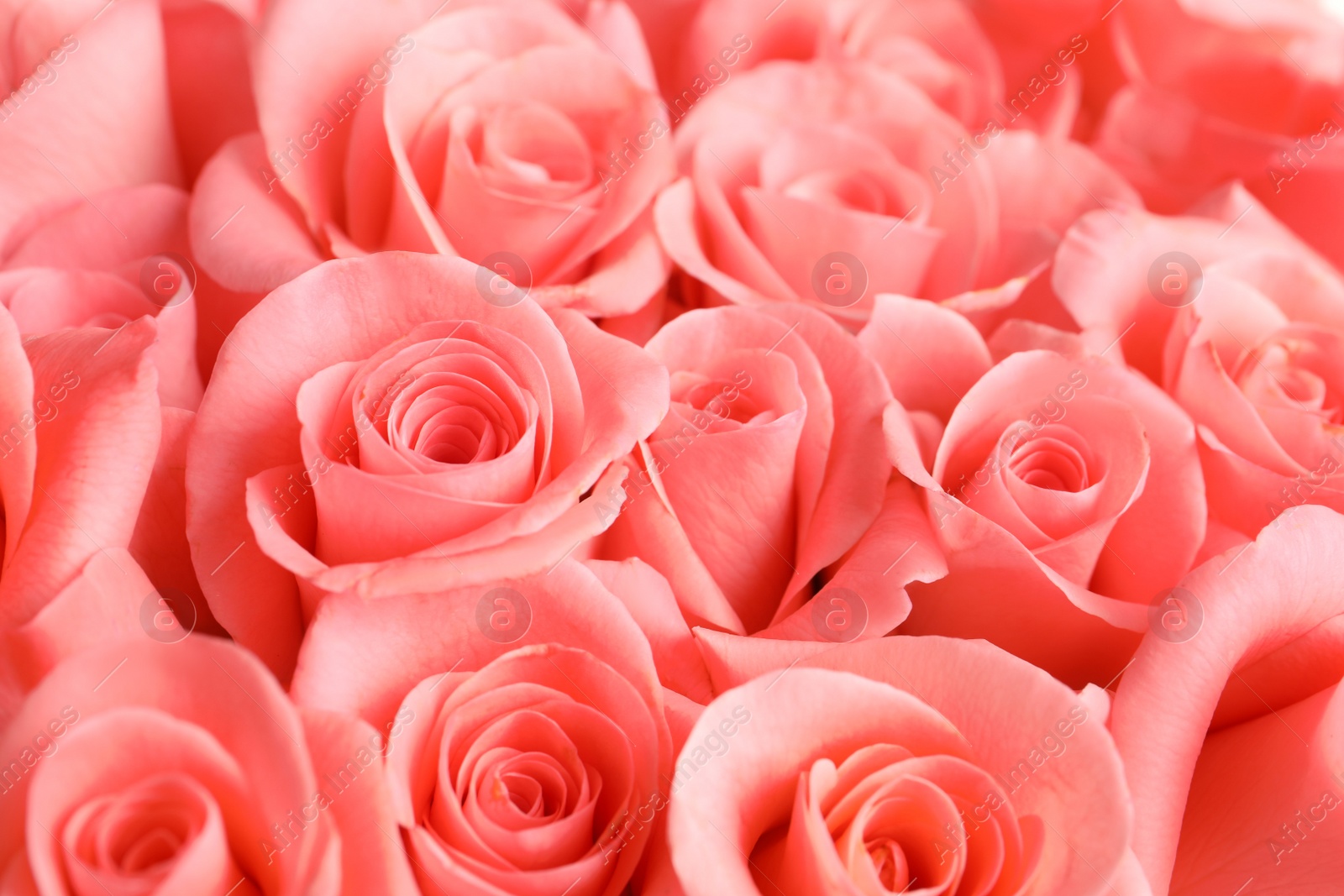 Photo of Beautiful roses as background