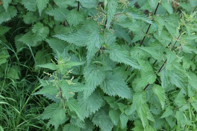 Photo of Stinging nettle plant with green leaves growing outdoors