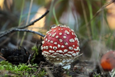 Photo of Amanita mushroom growing in forest, closeup view