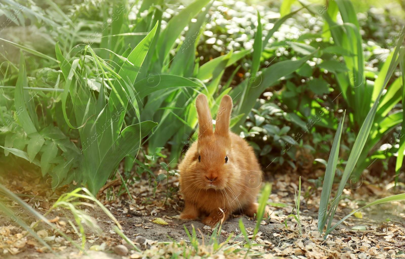 Photo of Adorable fluffy bunny rabbit outdoors on spring day