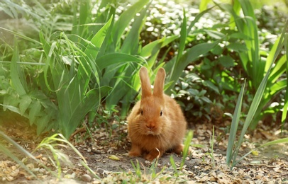 Photo of Adorable fluffy bunny rabbit outdoors on spring day