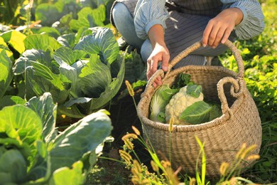 Photo of Woman harvesting fresh ripe cabbages on farm, closeup