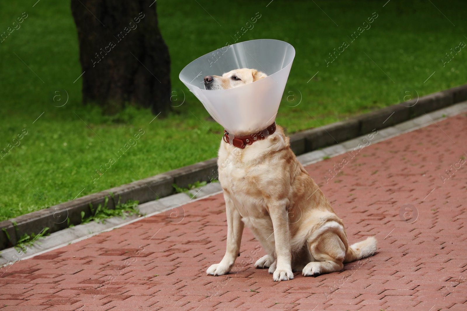 Photo of Adorable Labrador Retriever dog wearing Elizabethan collar outdoors