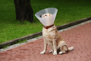 Adorable Labrador Retriever dog wearing Elizabethan collar outdoors