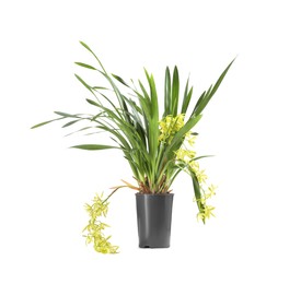 Vanilla orchid plant with yellow flowers in pot isolated on white