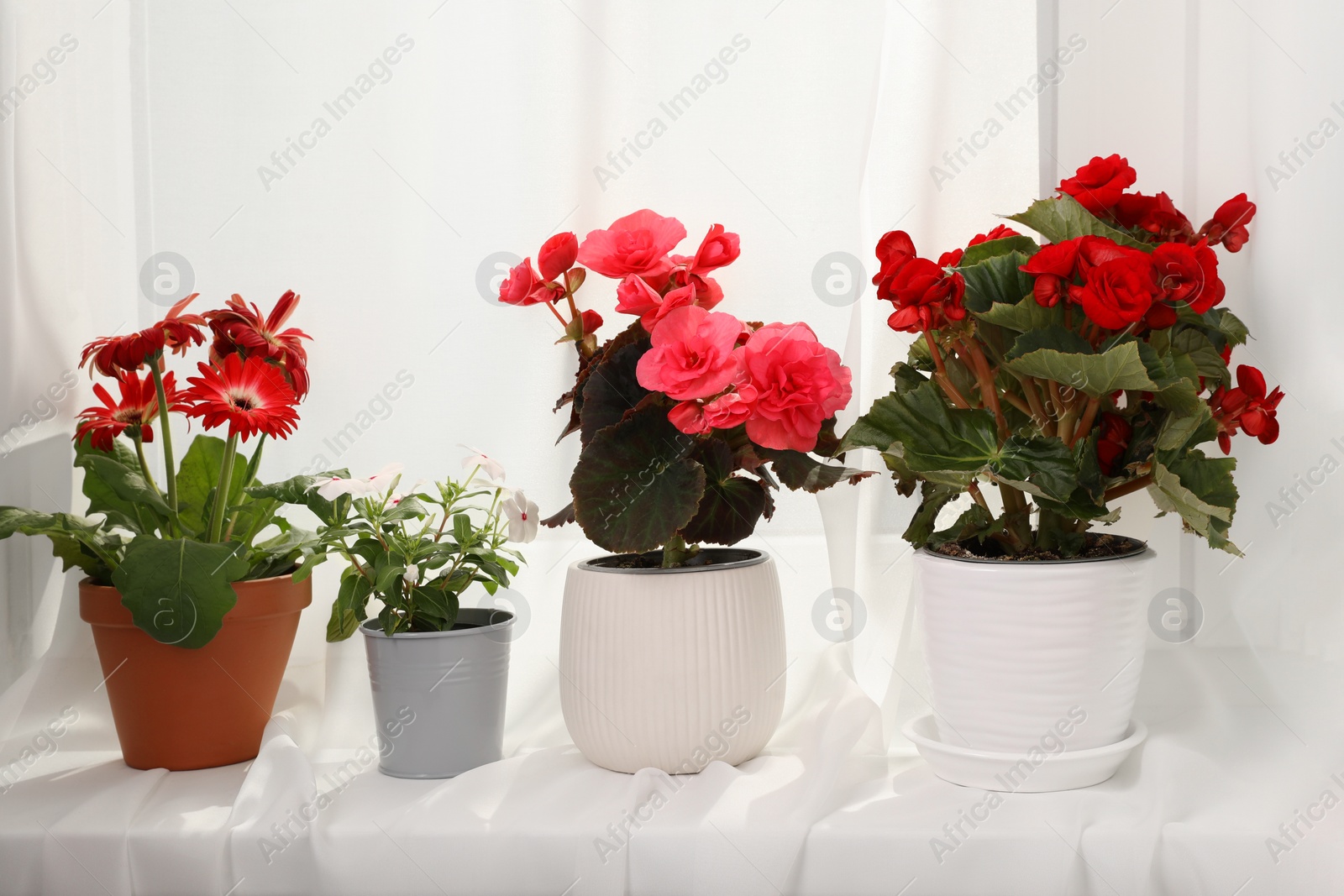 Photo of Different beautiful flowers in pots on windowsill