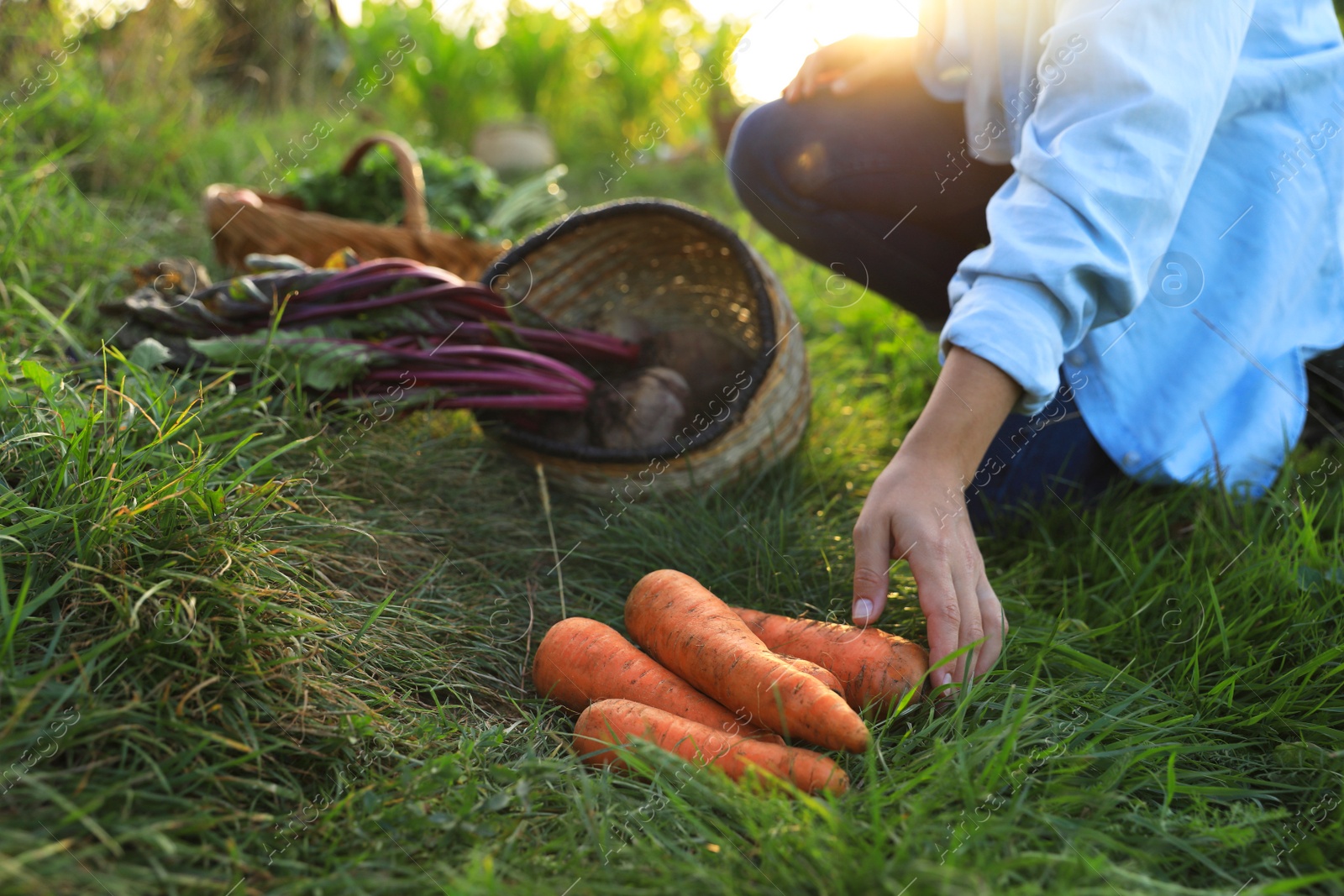 Photo of Woman harvesting different fresh ripe vegetables on farm, closeup