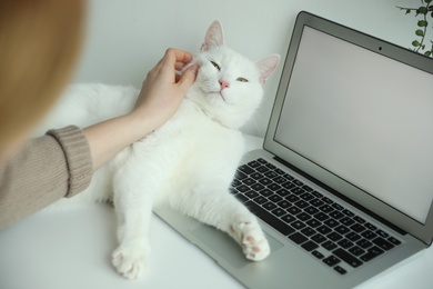Photo of Adorable white cat lying on laptop and distracting owner from work, closeup