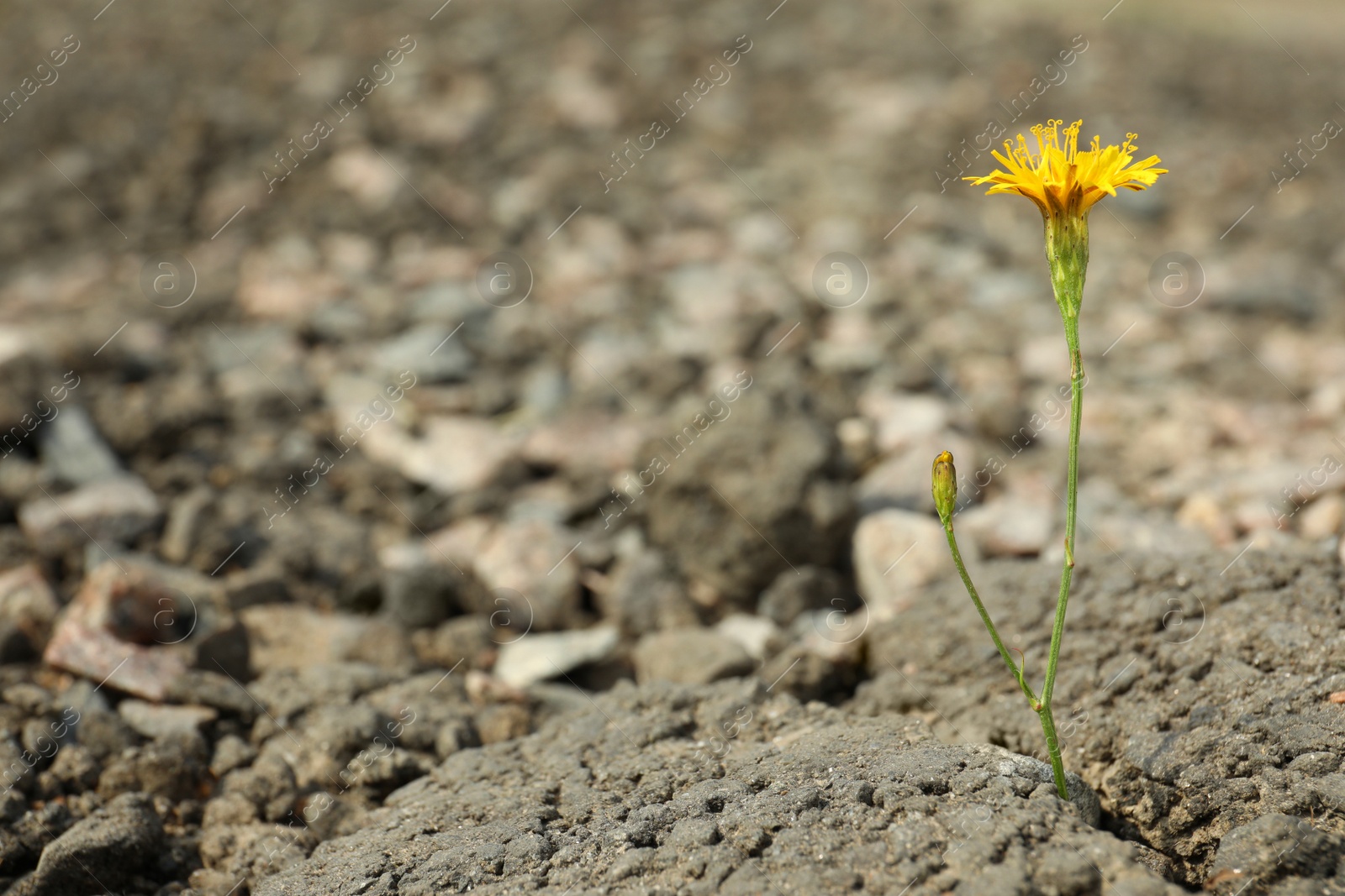 Photo of Beautiful flower growing in dry soil, space for text. Hope concept