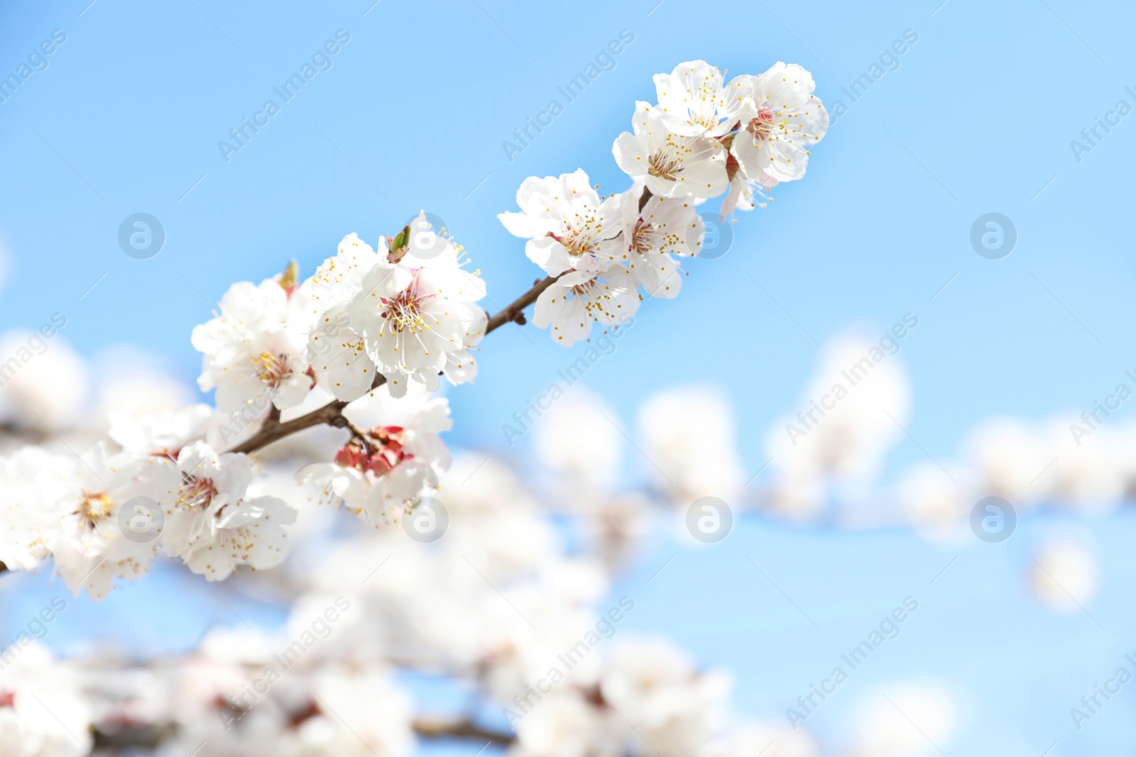 Photo of Beautiful apricot tree branch with tiny tender flowers against blue sky, space for text. Awesome spring blossom