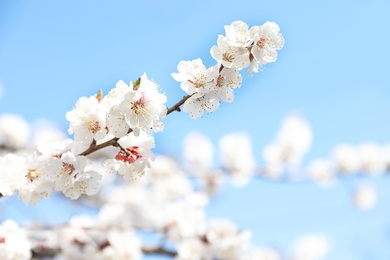 Photo of Beautiful apricot tree branch with tiny tender flowers against blue sky, space for text. Awesome spring blossom