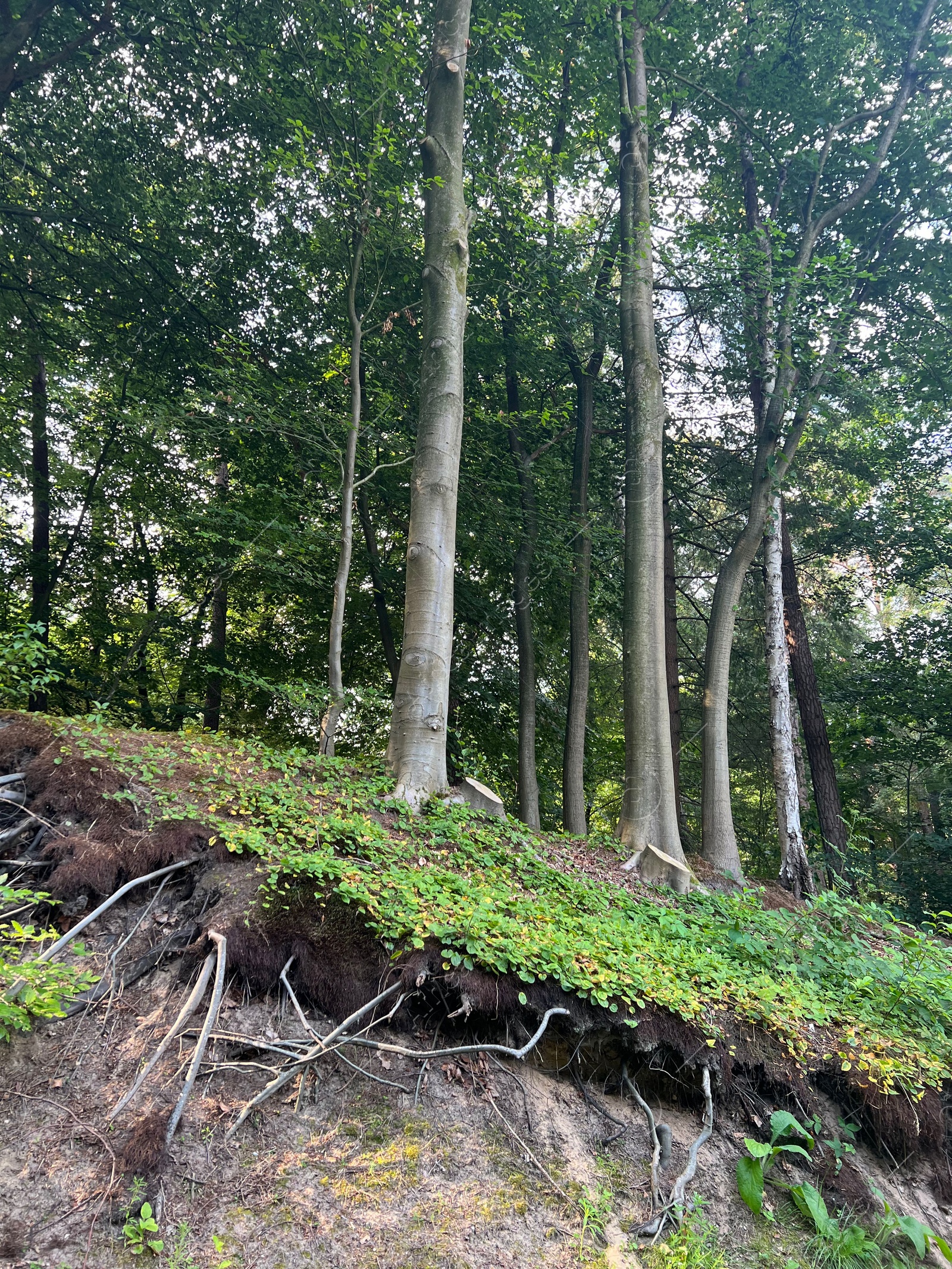 Photo of Trees and beautiful green plants in forest, low angle view