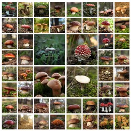 Image of Collage with photos of different wild mushrooms in forest