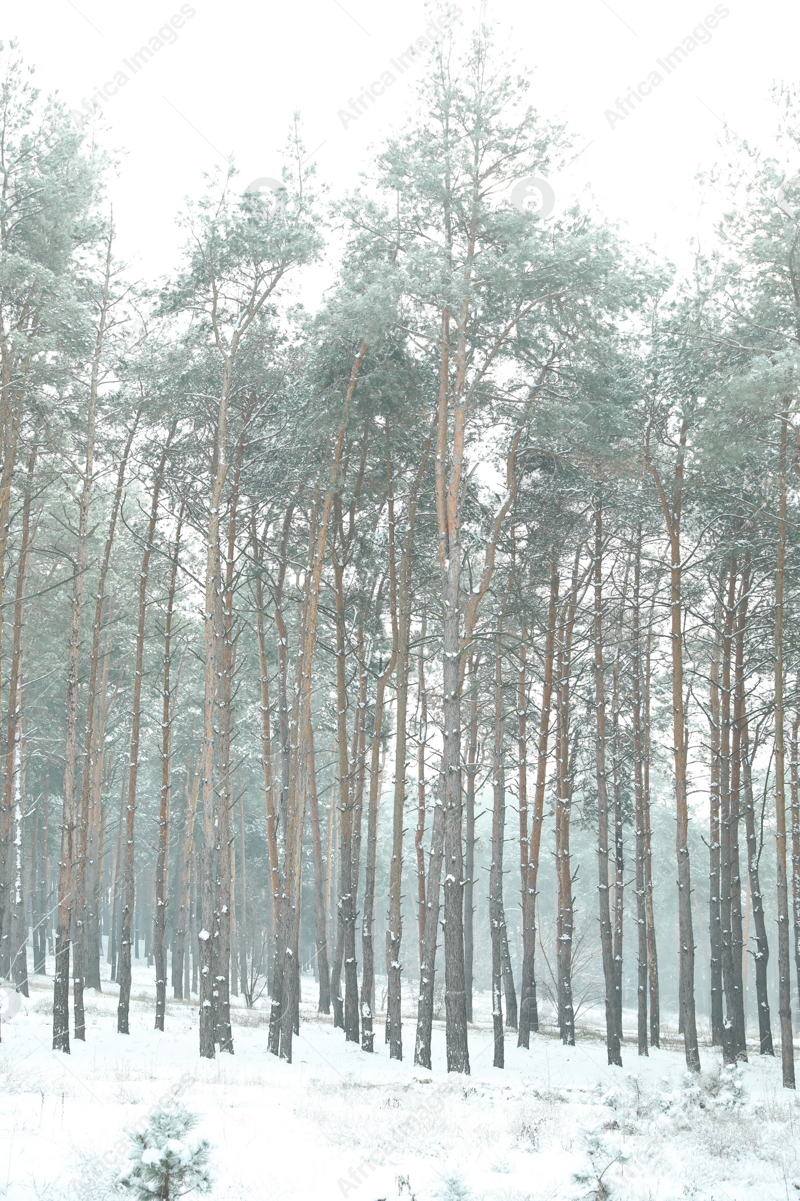 Photo of Beautiful forest covered with snow in winter