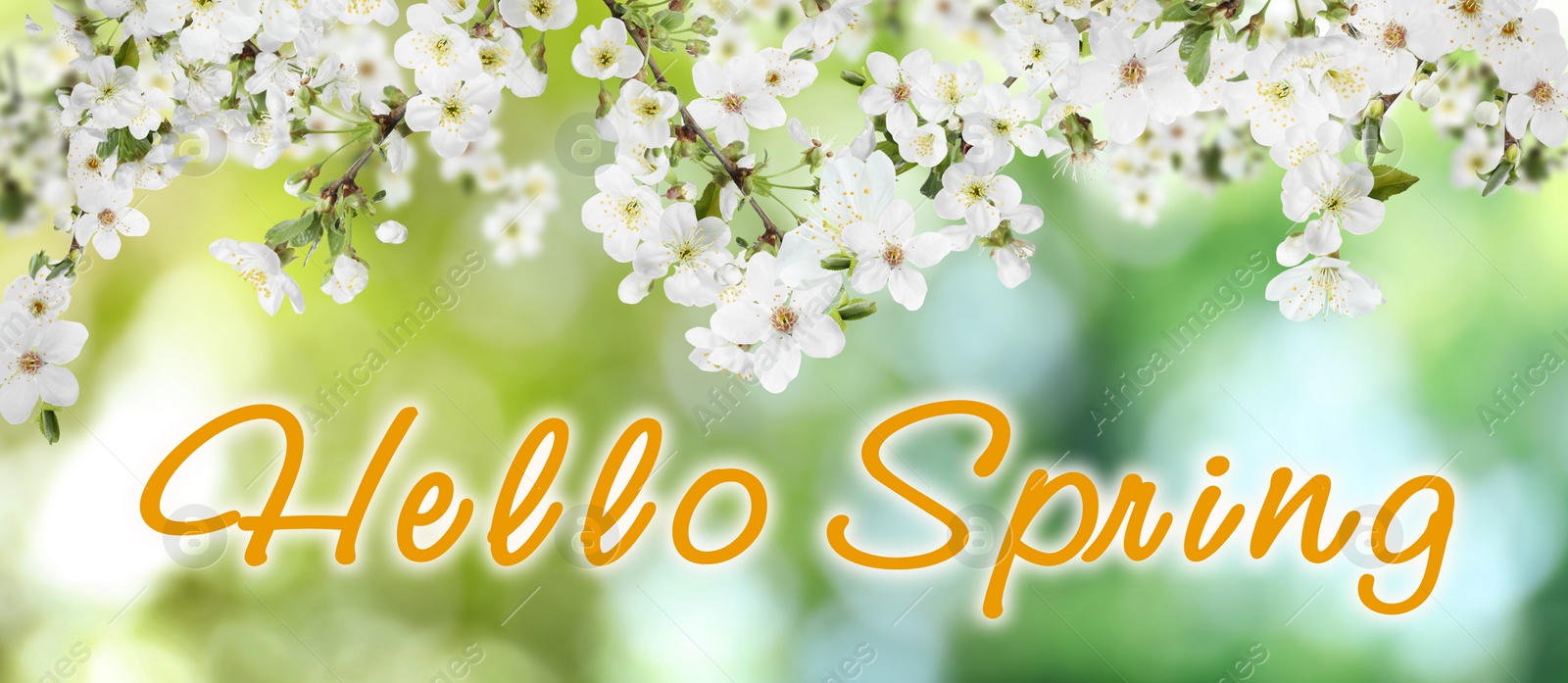 Image of Hello Spring. Tree branches with beautiful flowers outdoors, banner design