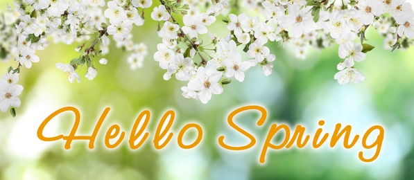 Hello Spring. Tree branches with beautiful flowers outdoors, banner design