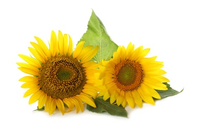 Beautiful bright blooming sunflowers on white background