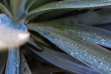 Photo of Beautiful leaves with water drops outdoors, closeup