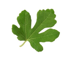 Photo of One green leaf of fig tree isolated on white