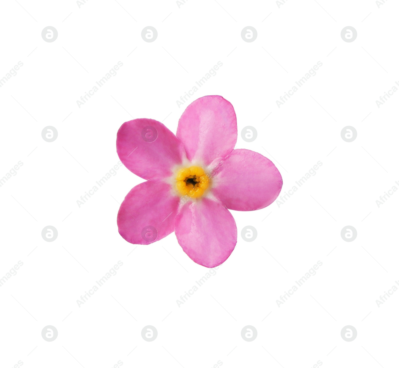 Photo of Delicate pink Forget-me-not flower on white background
