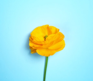 Photo of Beautiful ranunculus flower on color background