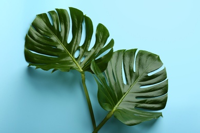 Beautiful monstera leaves on light blue background, flat lay. Tropical plant