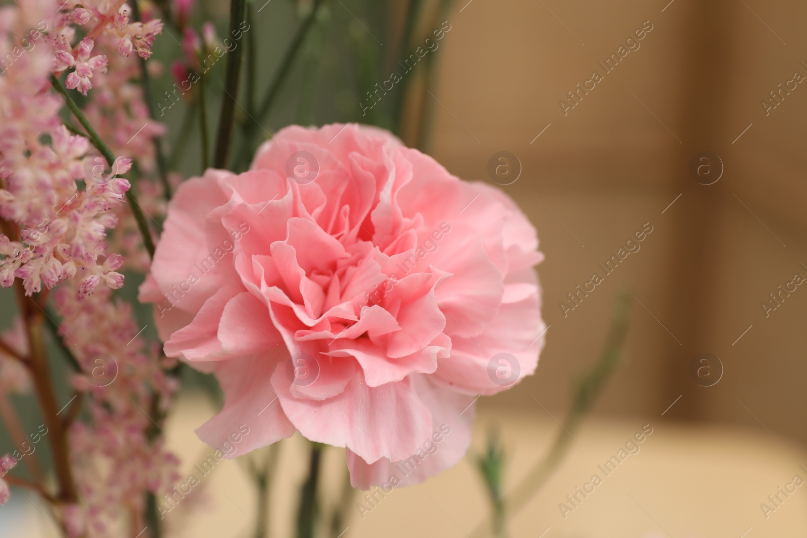 Photo of Beautiful pink flowers against blurred background, closeup
