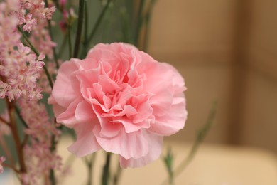 Beautiful pink flowers against blurred background, closeup