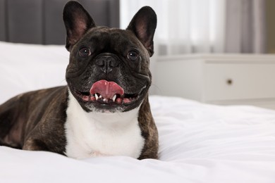 Photo of Adorable French Bulldog lying on bed indoors, space for text. Lovely pet