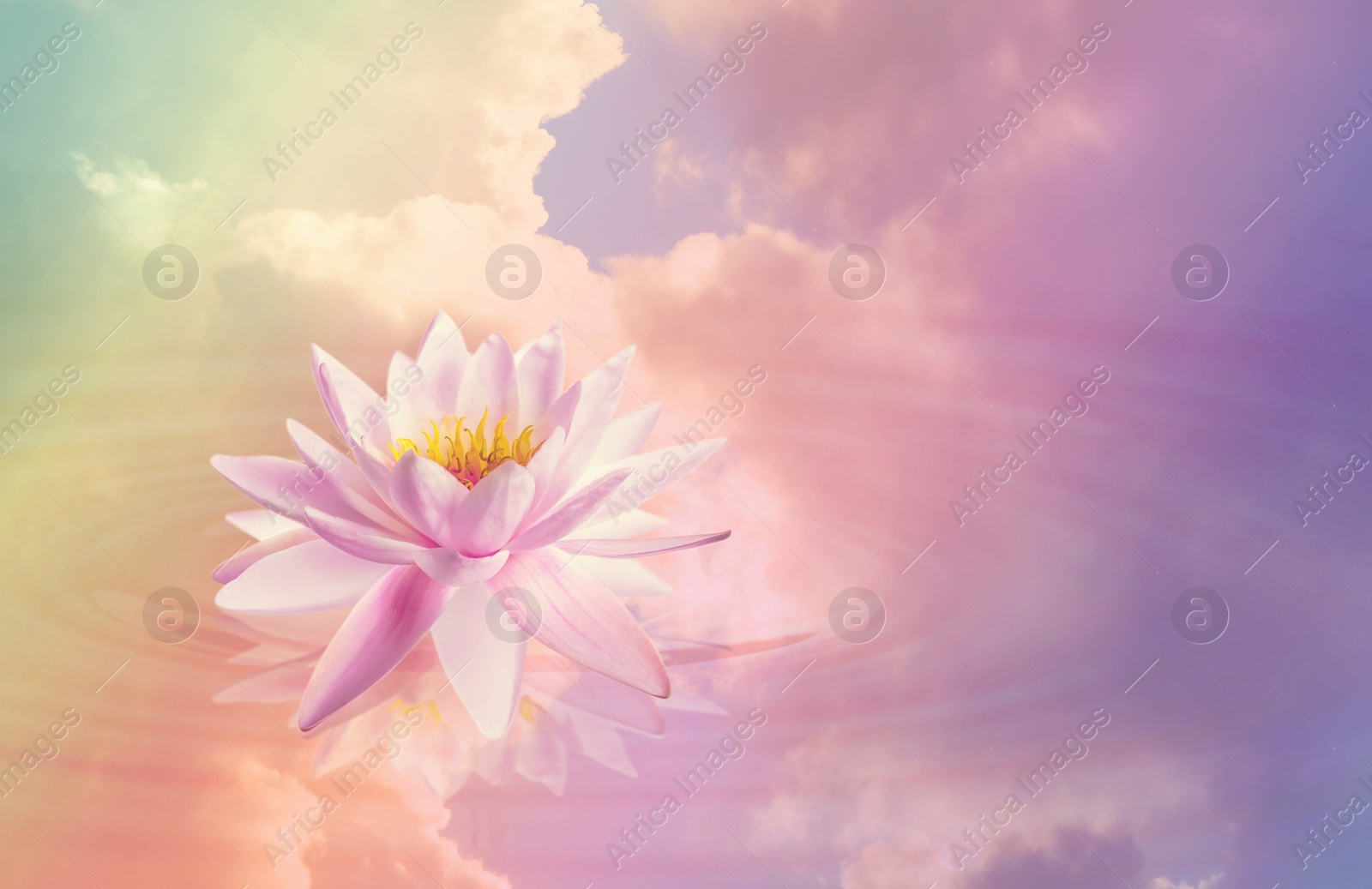 Image of Floating beautiful lotus and reflection of sky with fluffy clouds on water, toned in pastel rainbow colors. Symbolic flower in Buddhism