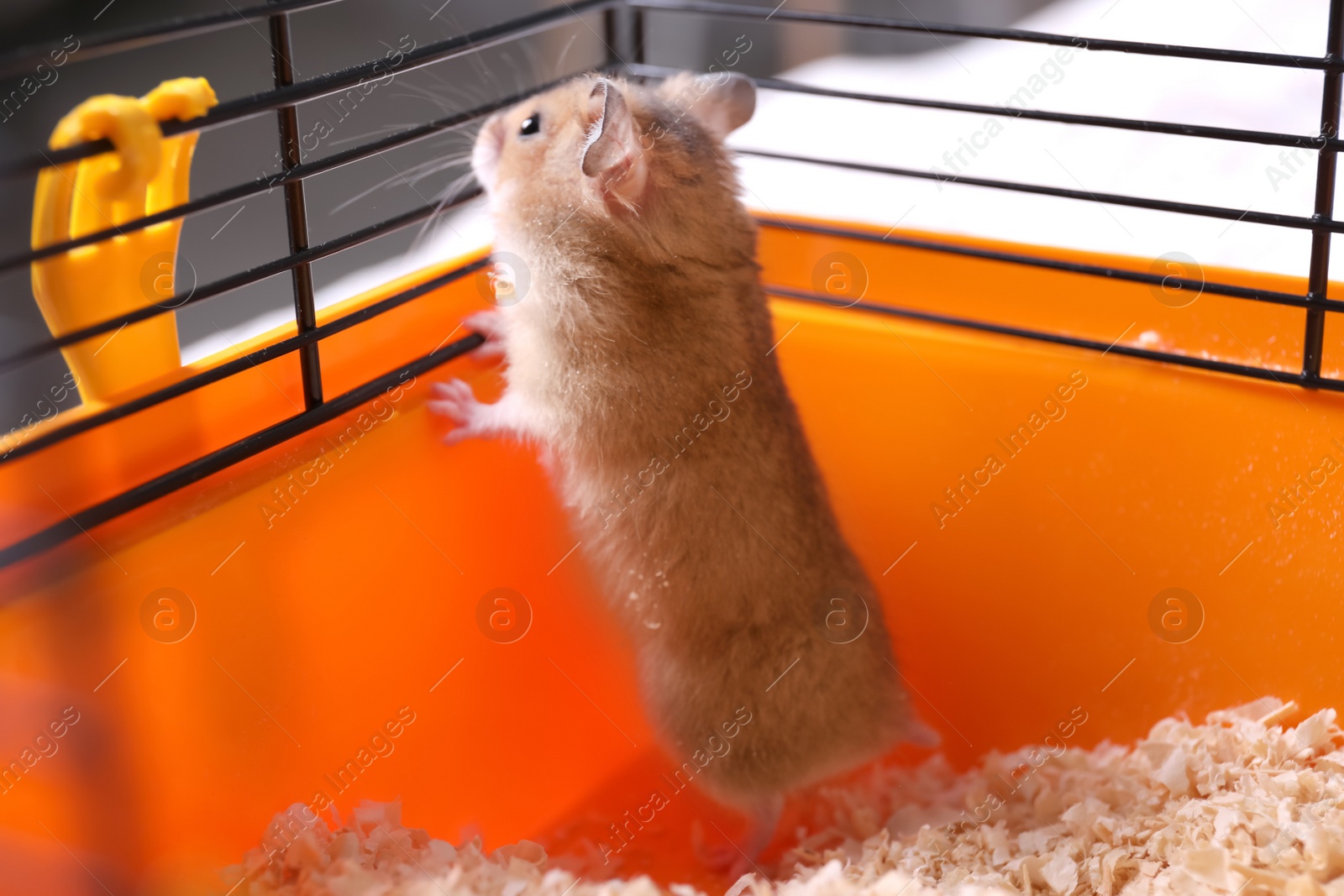 Photo of Cute little fluffy hamster playing in cage